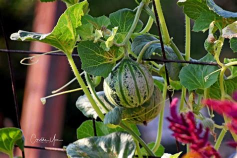 Rare seeds - Heirloom Tomatillo Purple Seeds Rare USA Organic Non Gmo. $3.00. View all. Shop online for the Best Heirloom & Organic, Vegetable seeds, Flower seeds, Herb seeds & Tree seeds. Buy High-Quality Rare, Exotic & Extraordinary seeds. 
